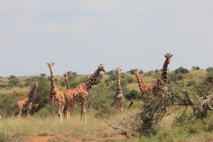 I dubbed this group of males the Tall Boy Gang.