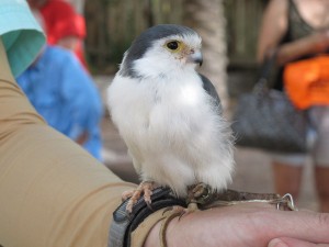 There are many animal presentations throughout your Roar & Snore experience. The tiny pygmy falcon made a big impression on people.