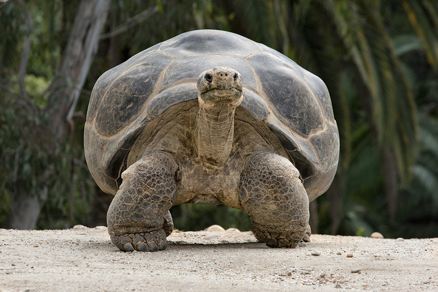 What is the average life span of a tortoise?