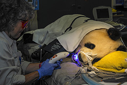 Dr. Sutherland-Smith used a light to seal a dental composite during a restorative dental procedure on Bai Yun.