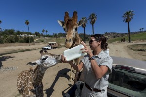 Caravan Safari participants, riding in the truck in the background, can now offer Leroy tender acacia leaves.