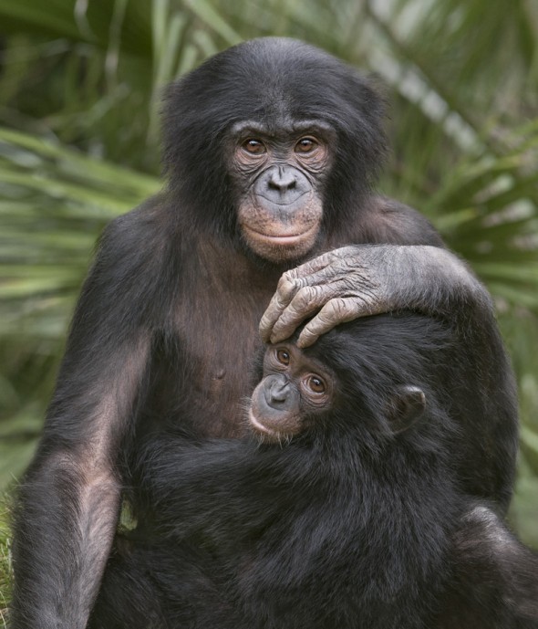 Bonobo