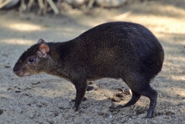 Agouti