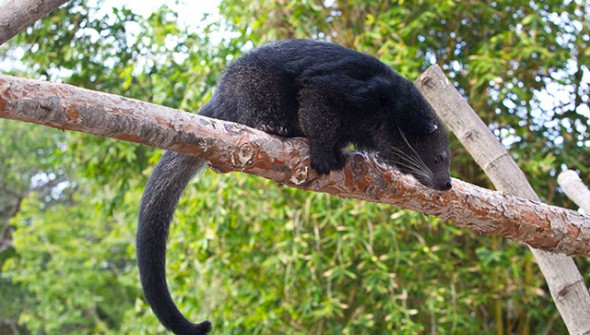 Binturong
