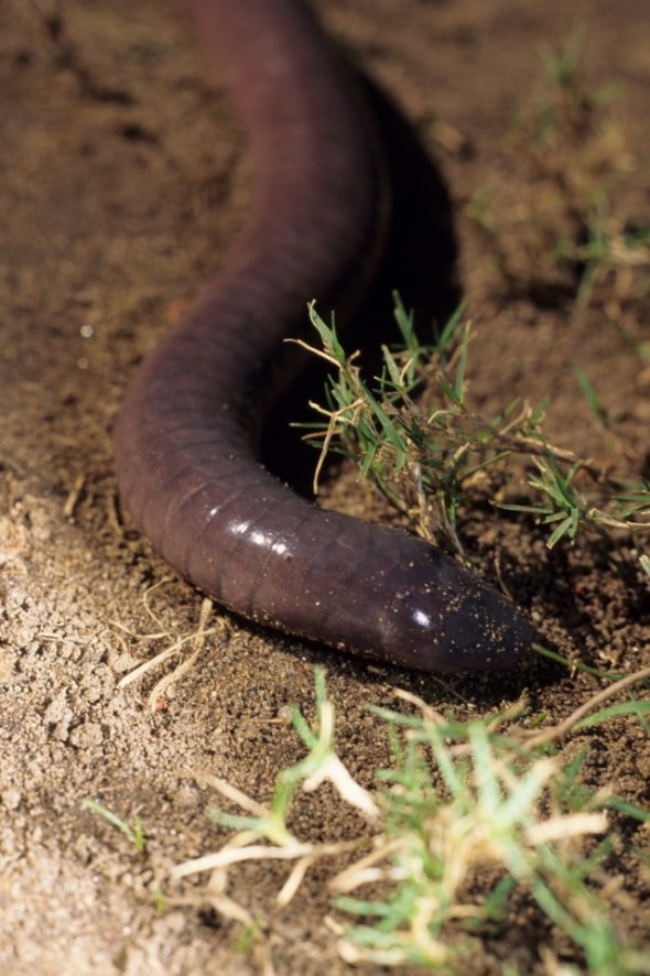 Caecilian