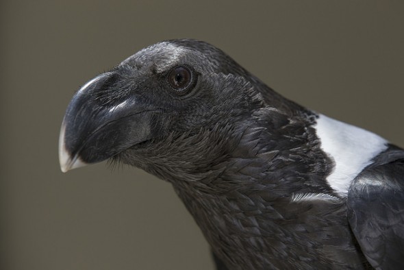 Crow