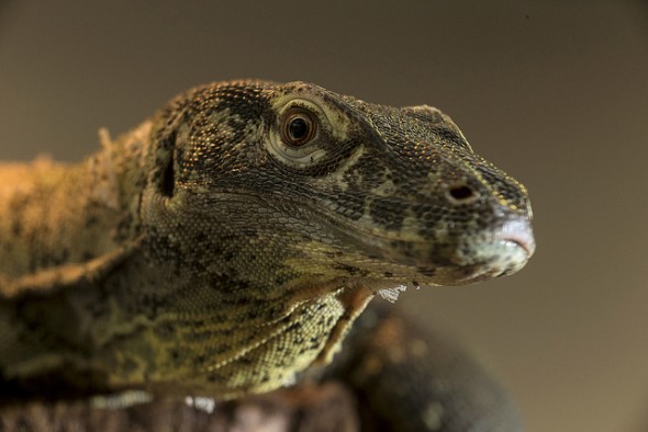 Komodo dragon