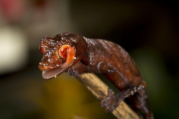 Satanic leaf-tailed gecko