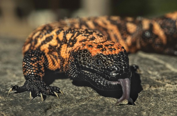 Gila monster