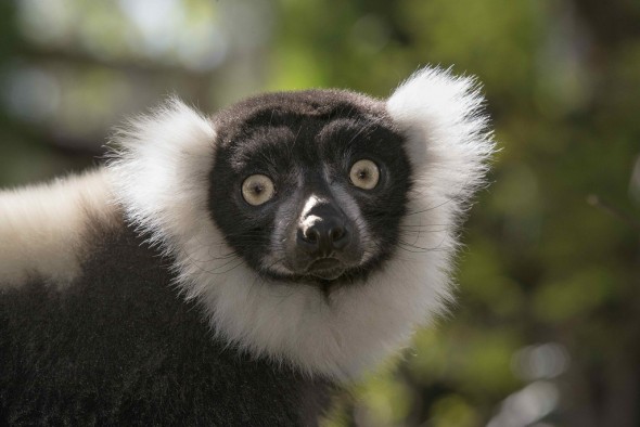Aye-aye