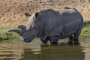Nola is one of two northern white rhinos living at the Safari Park and one of just six in the world.