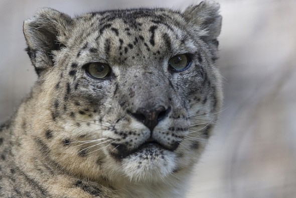 Snow leopard