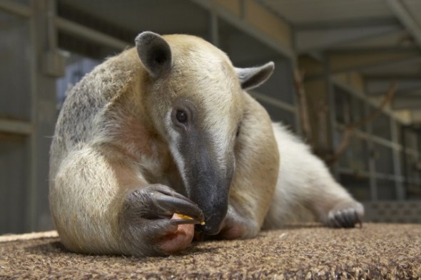 Tamadua