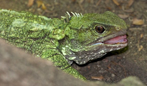 Tuatara