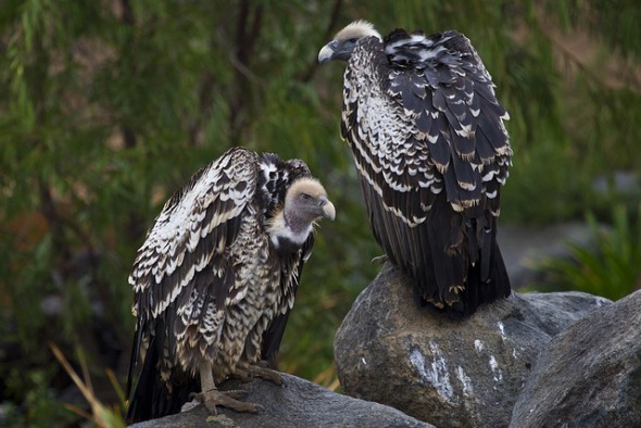 Vultures