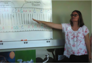 Every strand of DNA contains four types of nucleic acids: guanine, cytosine, thymine, and adenine. These bases always pair with each other when DNA is being replicated. The replication of the DNA is crucial to the conservation of condors in that it will allow the chromosomes to be paired with each other and each individual condor can be genetically identified.