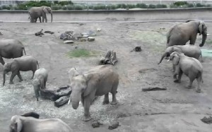 A screen shot from our Elephant Cam taken on November 11 shows 10 of our elephants. Can you find them all?