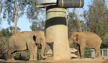 These two female Asian elephants, Smitty, and Devi, are inseparable friends. They eat together, play together, and spend nearly every waking moment by each other's side. Apparently, one night the two needed to be separated into different quarters. The next morning, they reunited by thoroughly checking and smelling each other and intertwining their trunks in an embrace.
