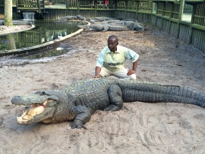 The Abidjan Zoo's director poses with a large male alligator at the St. Augustine Alligator Farm.