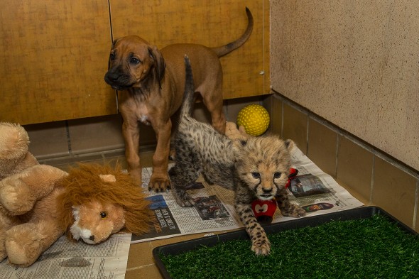 14 Notable Safari Park Births of 2014: Ruuxa and Raina