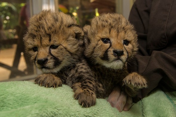 14 Notable Safari Park Births of 2014: Cheetah sisters
