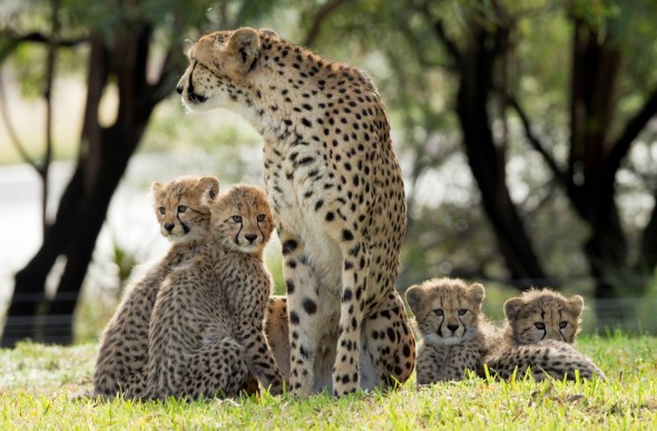 14 Notable Safari Park Births of 2014: 4 cheetah cubs