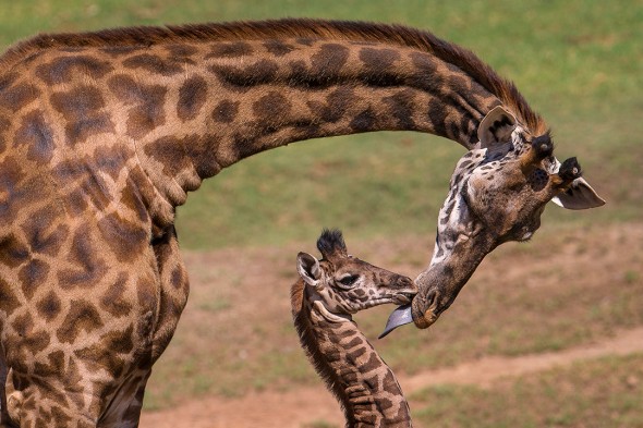 14 Notable Safari Park Births of 2014: Gowon