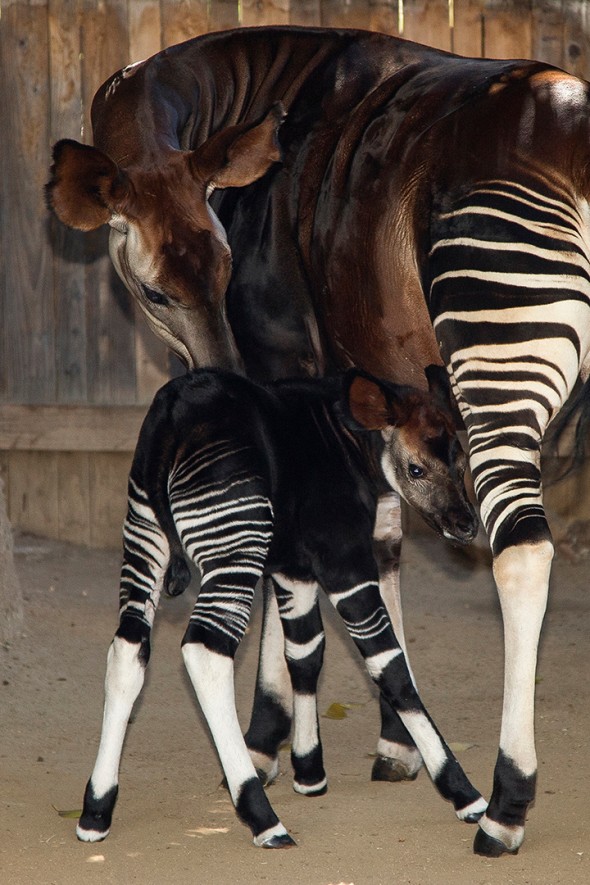 14 Notable Safari Park Births of 2014: Jackson