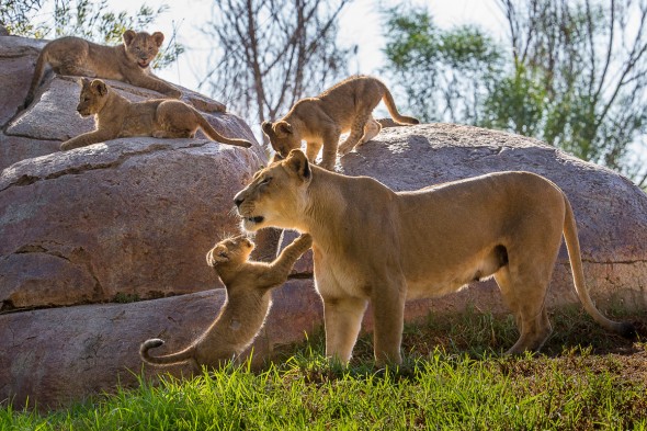 14 Notable Safari Park Births of 2014: 4 African lion cubs