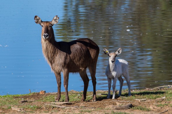 14 Notable Safari Park Births of 2014: Luke