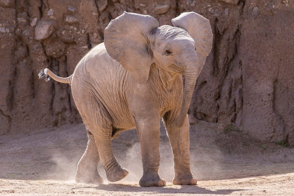 14 Notable Safari Park Births of 2014: Nandi