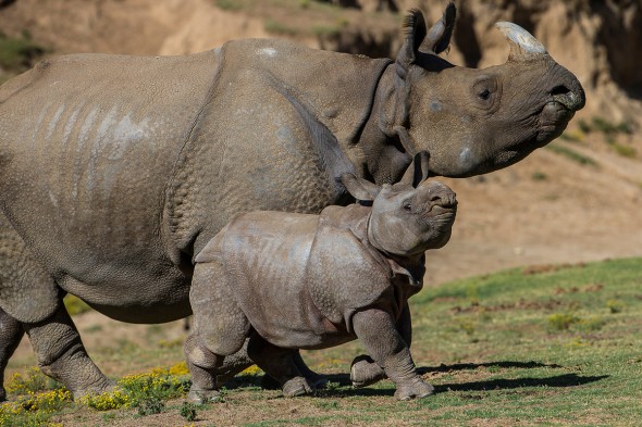 14 Notable Safari Park Births of 2014: Parvesh