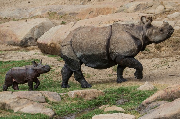 14 Notable Safari Park Births of 2014: Petunia