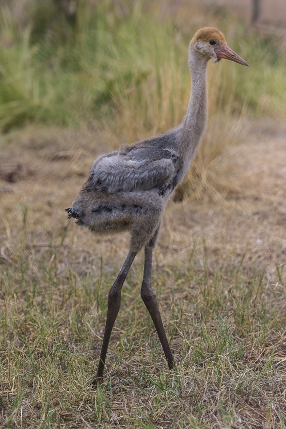 14 Notable Safari Park Births of 2014: Wattled crane chick