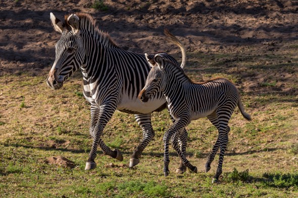 14 Notable Safari Park Births of 2014: Tanu