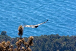 Relocating California condors to coastline habitats reduces chances of lead poisoning but may pose other risks.