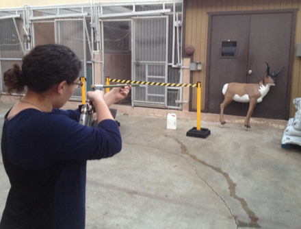 My fellow intern Isabella shoots Emilio for practice with the dart gun. Ms. Reed encouraged us to aim for the butt or leg avoiding the face and heart when shooting. If the face or heart of an actual animal were to be shot with the dart gun it could injure or maim the animal.