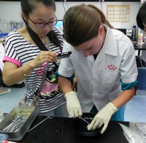 With great skill, the author carefully opens a turtle egg to remove a sample for examination under the microscope.