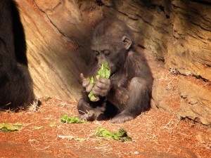 Little Joanne is exploring a whole range of new tastes as she begins to add solid foods to her daily diet.