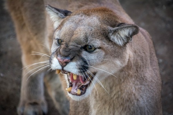 Cougar