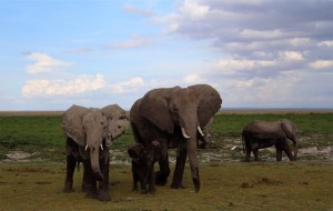 Watchful eyes of members of an elephant family group in Amboseli National Park. We know a lot about these elephants thanks to the research of the Amboseli Trust for Elephants.