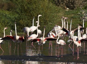 Get the Party Started: Once their courtship ritual is rolling, all the flamingos in this flock will have their wings out.