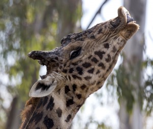 It may look like he's blowing a kiss, but this male is checking to see if the female is ready to mate.
