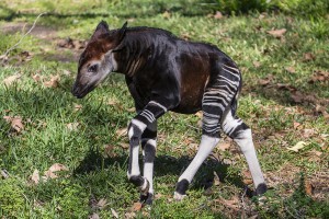 Amaranta, a four-week-old male okapi calf, explored his outdoor habitat for the first time today at the San Diego Zoo Safari Park.