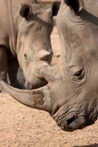 Anytime is the right time for "romance" among rhinos.