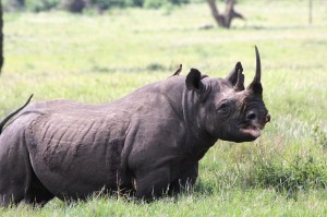 This black rhino was fortunate to not be one of the more than 1,200 killed for its horn in 2014. How long will its luck hold?