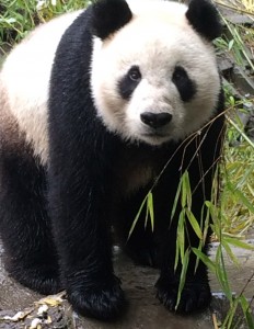 As the first surviving panda cub born in the US, Hua Mei made headlines. Her life has continued to be amazing!
