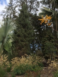 Saharan cypress
