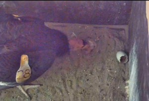 In 2013, Condor Cam viewers were able to witness a condor chick hatching. Stay tuned to see what happens this year!