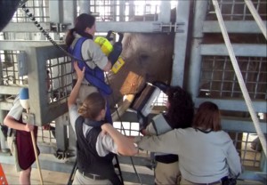 A trusting relationship with keepers—and a few treats—results in the ability to take radiographs of Shaba's tusks.